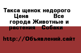 Такса щенок недорого › Цена ­ 15 000 - Все города Животные и растения » Собаки   